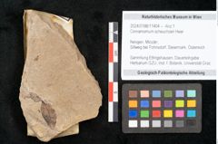 Foto (Objekt + Etikett) von Cinnamomum scheuchzeri Heer (NHMW-GEO-2024-0188-11404)
